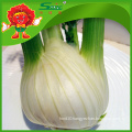 Common Cultivated Fresh Fennel for Export